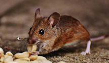 24 Hour & Emergency Exterminators in Bloomingdale, IL